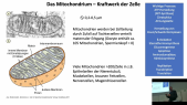 thumbnail of medium TB1 - Vorlesung Zellbiologie Scheller - WiSe 2024-2025 - Einführung in die Zellbiologie aus Sicht der Biochemie - 4. Stunde