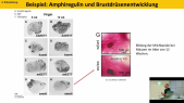 thumbnail of medium TB8 - 04 - Scheller - Entwicklung 3,4