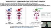 thumbnail of medium TB6 - 10 - Scheller - Abschnitt 2 - Antigenprozessierung und –präsentation durch antigenpräsentierende Zellen