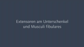 thumbnail of medium Extensoren am Unterschenkel und Mm fibulares