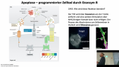 thumbnail of medium TB6 - 11-14 - Scheller - Abschnitt 2 - T-Zellen komplett