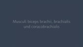thumbnail of medium Flexoren des Ellenbogengelenks