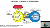 thumbnail of medium TB6 - 8 - Scheller - Abschnitt 2 - Aktivierung von B-Zellen