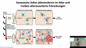 thumbnail of medium TB8 - 05 - Scheller - Alterung 1. Teil