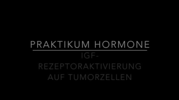 thumbnail of medium Versuch Hormone II - IGF-GFP-Zellfärbung