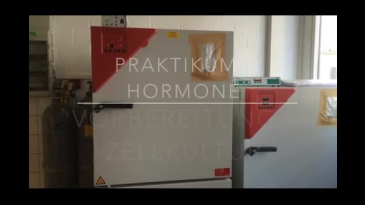 thumbnail of medium Versuch Hormone I - Vorbereitung der Zellen für IGF-GFP-Zellfärbung